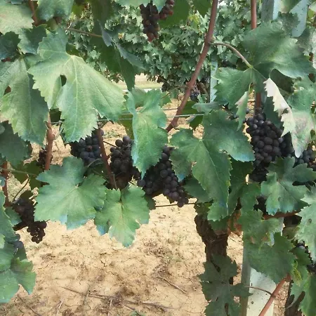 La Poderina 바뇨비뇨니