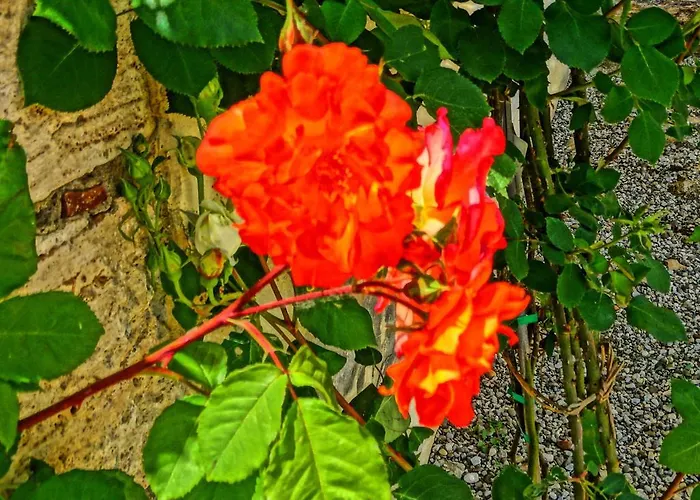 La Poderina ファームステイ *